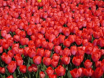 rojo, Tulip, Yokosuka, Parque de brisa de mar, primavera, aroma, fragancia