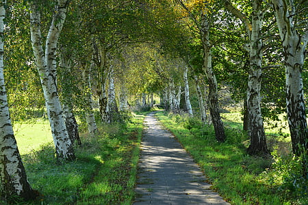 away, trail, nature, landscape, promenade, tree, birch