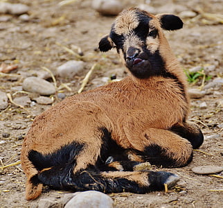 овце, Wildpark poing, прероден, младите животни, новородено, Сладък, животински свят