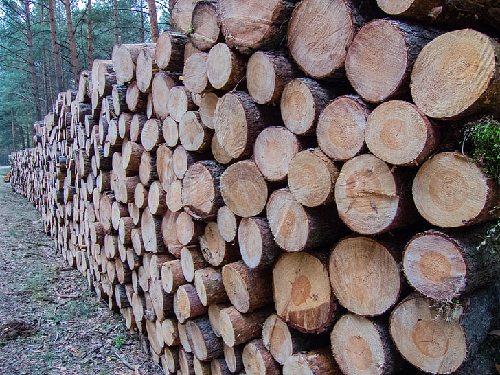 madeira, fatia, pilha, com suporte, Pinheiro, corte, árvore