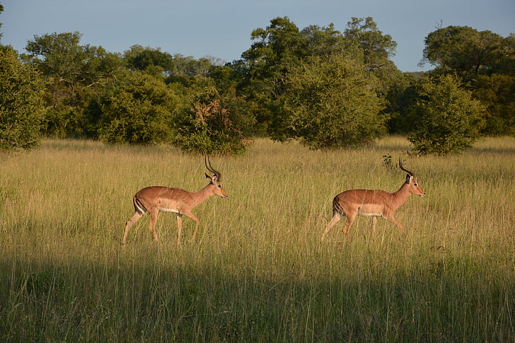 Impala, Afrika Selatan, stepa, alam, Taman Nasional