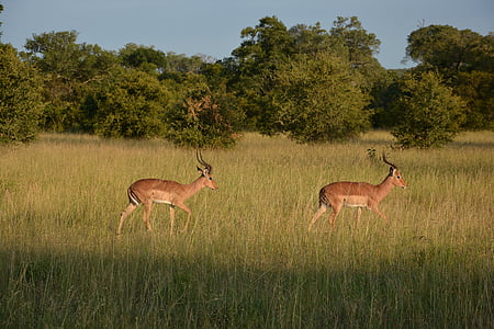 Impala, África do Sul, estepe, natureza, Parque Nacional