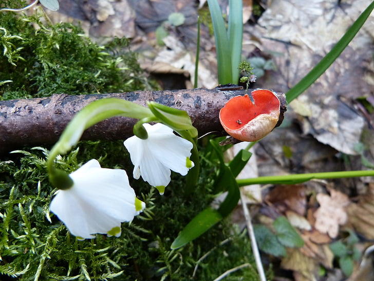Vermilion kelchbecherling, śnieżynka, kwiat, wiosna, Grzyb, Scarlet kelchbecherling, Czarka szkarłatna