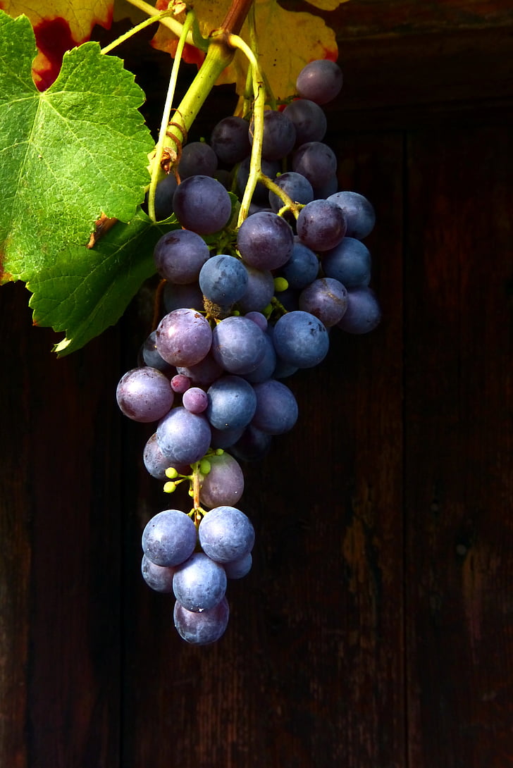 veini, punane vein, sinine viinamarjavirde, Muscat bleu, sinine