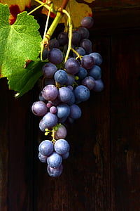 вино, червено вино, синьото грозде, Мускат bleu, синьо