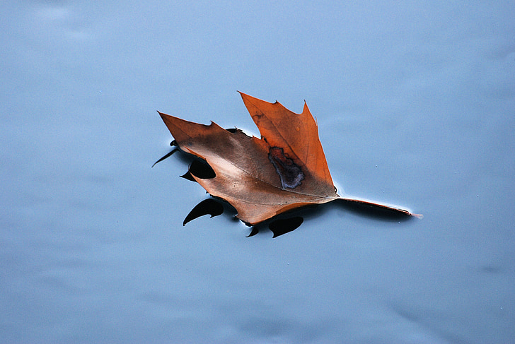 floating leaf, autumn, dried leaf, fall, plant, natural, botanical