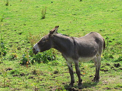 ass, jackass, donkey, horse, horses, meadow, grass