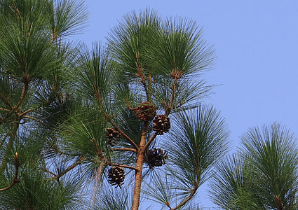 Himalaya blå pine, kegle, Himalaya fyrretræ, Bhutan fyrretræ, Pinus wallichiana, Pinaceae, Pinus excelsa