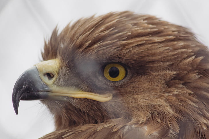 accipitridae, animal, animal photography, beak, bird, birds of prey, close-up