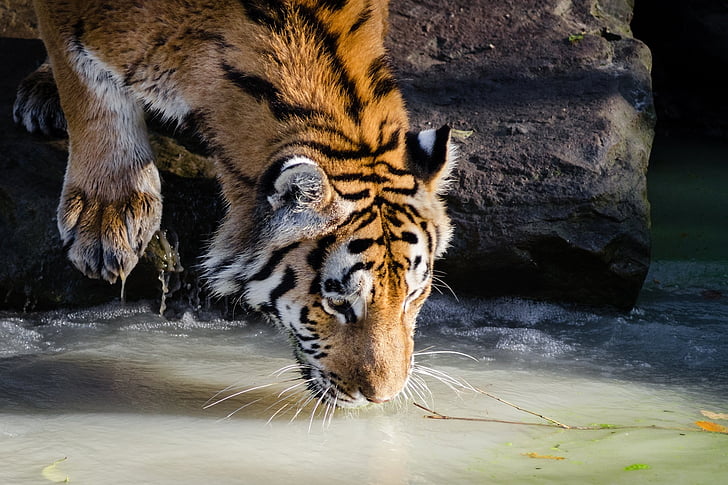 tiger, drinking, pool, feline, wildlife, nature, zoo