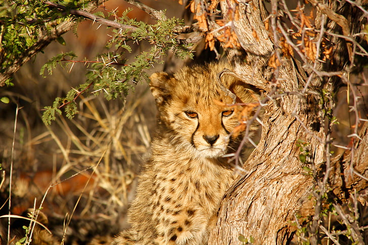 leopard, spots, cub, animal, nature, wildlife, cat