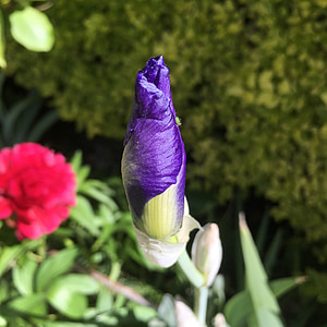 Iris, Gladiolos, primavera, verano, floración, flor, flor flor
