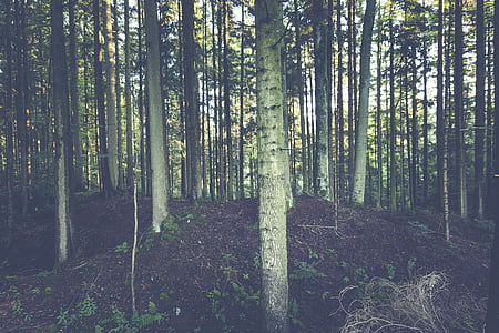 environment, evergreen, forest, nature, outdoors, scenic, tree trunks