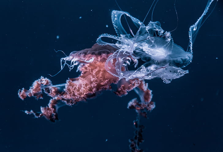jellyfish, aquatic, animal, ocean, underwater, dark, water