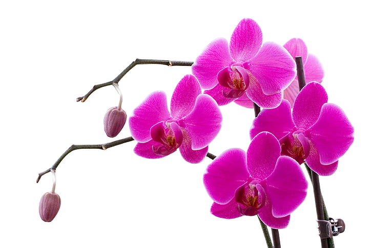 orhideja, mladika, cvet, roza, vešča orhideja, narave, roza barve