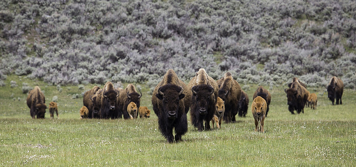 bison, buffalo, herd, frontal, walking, american, animal