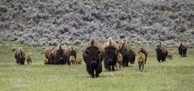 Bison, Buffalo, flokk, frontal, gå, amerikanske, dyr