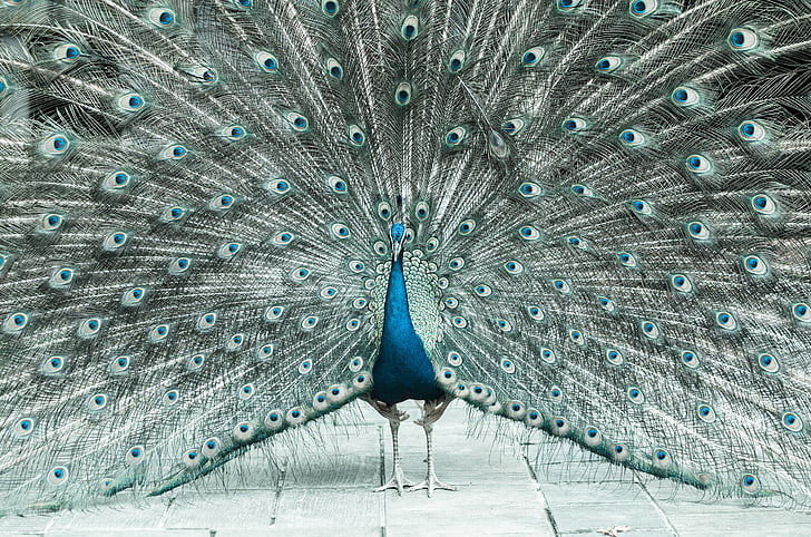 beautiful male peacock, colorful, bird, feather, zoo