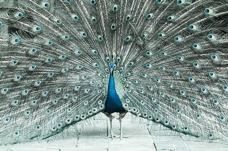 beautiful male peacock, colorful, bird, feather, zoo