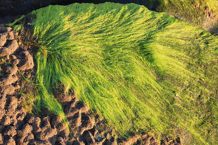 algues, natura, textura, Marina, algues, oceà, vora del mar