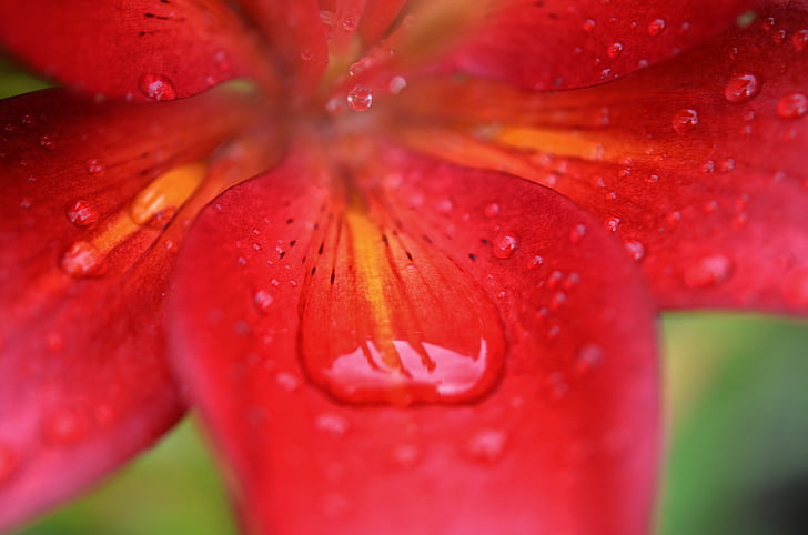 lily, red, flower, nature, blossom, floral, green