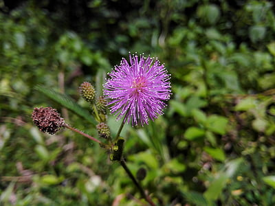 shameplant, mimosa pudica, flower, red, green, nature, plant