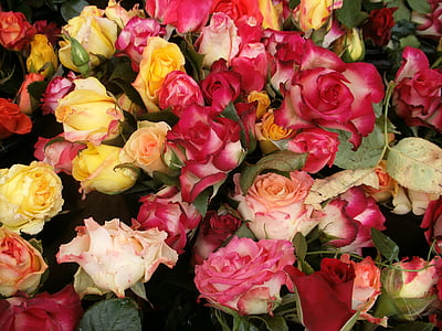 Wild rose, punane, roosa, kollane, Sulgege, Kaunis