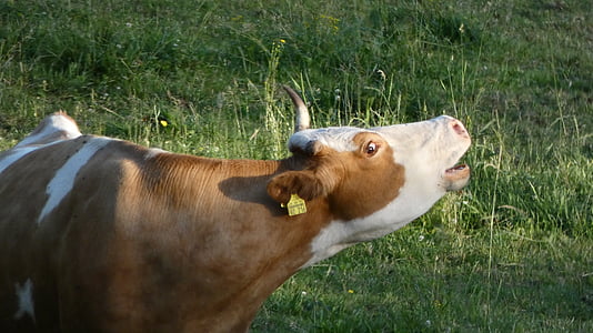 lehmä, niitty, Schwarzwaldin, maatalous, kesällä, naudanliha, laidun