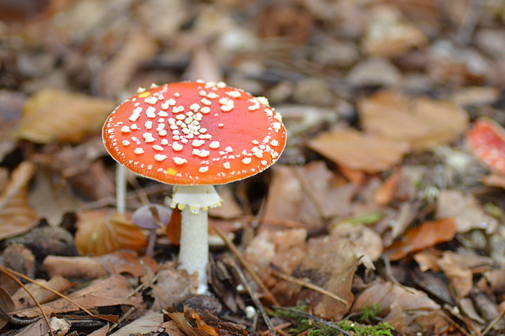 red fly agaric, mushroom, fly agaric, red with white dots, autumn, nature, gnome