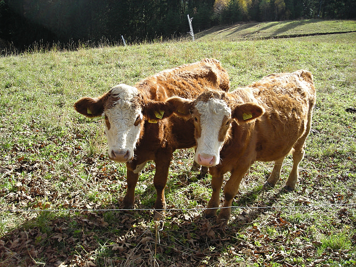 cows, animals, beef