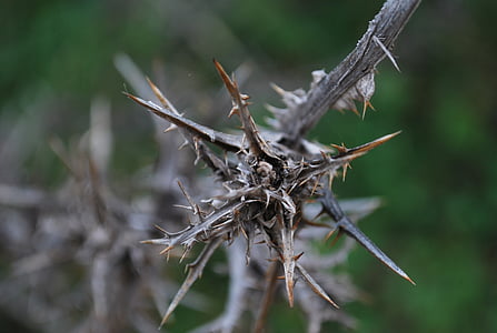 Thorn, halott, növény, természet, közeli kép: