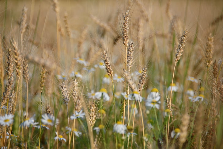 коричневий, Папороть, поле, денний час, Пшениця, трава, квітка