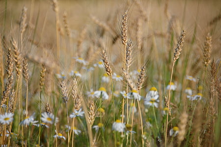 кафяв, папрат, поле, през деня, пшеница, трева, цвете