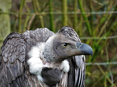 white back vulture, head, eye, bill, close, animal, attention
