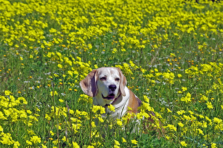 beagle, dog, snuff, hound, friend, elderly, old