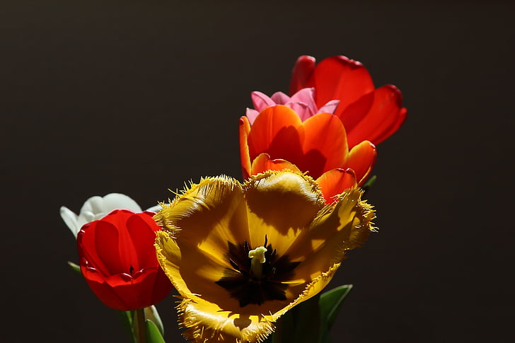 tulpaner, Tulipa, Lily, liljeväxter, gul, tre-flikiga ärr, våren