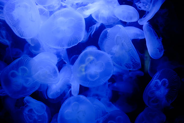 blue, nature, underwater, animals, jellyfish