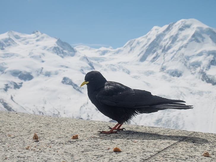 alpkråkan, Kajan, Bergdohle, fågel, Schweiz, Valais, bergen