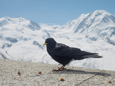 Chough, giống qụa nhỏ, bergdohle, con chim, Thuỵ Sỹ, Valais, dãy núi