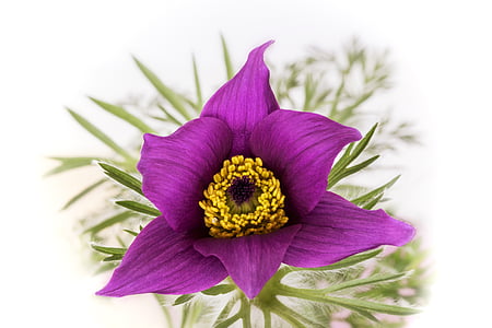 Pulsatilla vulgaris, flor de Pascua, Ranunculaceae, primavera, plantas protegidas, naturaleza, flor de Pascua común