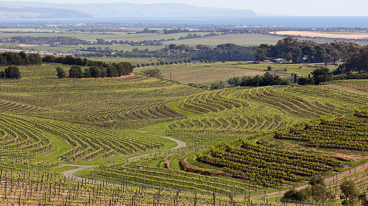 vinho, McLaren vale, Austrália, país, rural, Vale, uvas