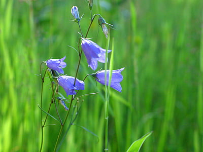 Blumen-Wildblumen, Grass, violett, die Delikatesse, winzigen Blüten, Natur, Wiese
