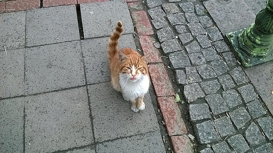 con mèo, con mèo màu da cam, Felis domesticus, tabby mèo