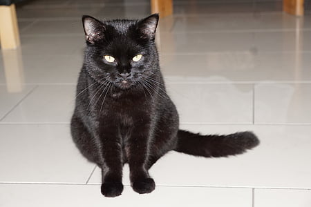 gato, preto, Sente-se, animal, animal de estimação, completo, barsik