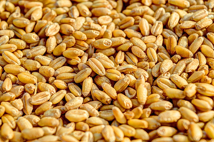 trigo, grão, agricultura, sementes, das culturas, comida, dourado