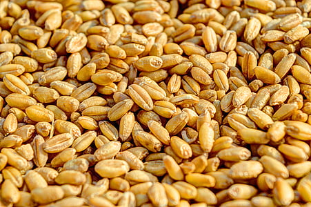 wheat, grain, agriculture, seed, crop, food, golden
