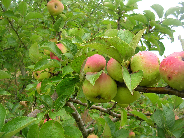 apple, fruit, tree, nature, vegetation