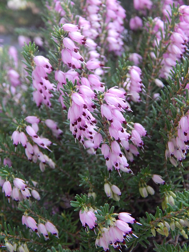 blomster, forår, Pink, grøn, natur, lilla, blomst