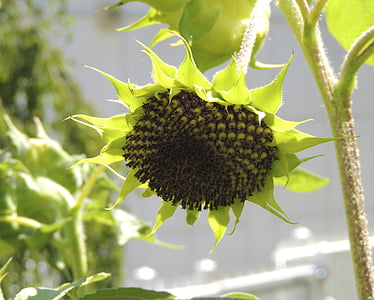 sun flower, empty, flowers, summer, green, plant, sunflower seeds