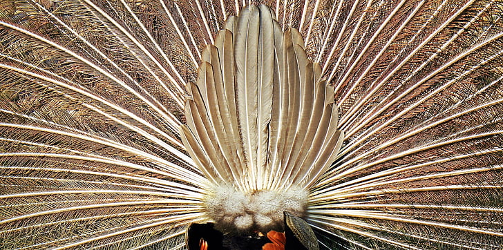 paabulind, Peacock ratta, lind, loodus, levinud, võita rad, tagant vaade